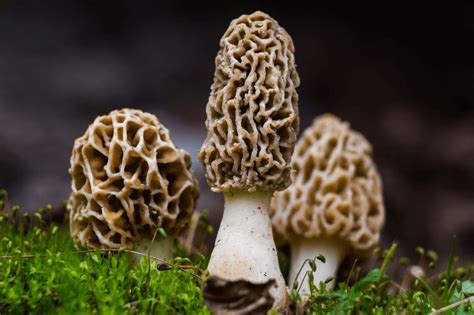 Curative mushrooms.com - This book covers the curative role of mushrooms in humans, such as cancer, neurodegenerative, respiratory, renal diseases, and gut microbiota.